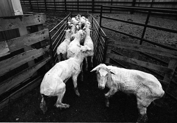 Shearing